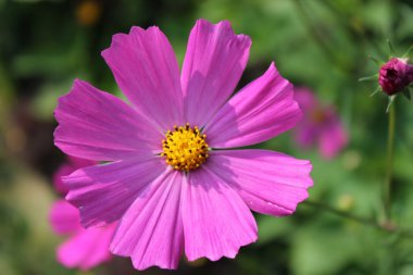 Yaz aylarında Bahçe çiçek