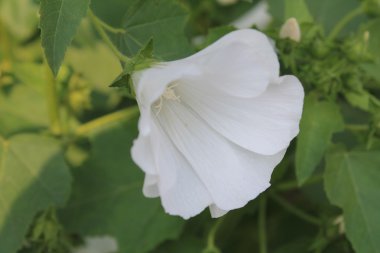 Yaz aylarında Bahçe çiçek