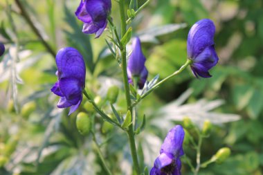 Yaz aylarında Bahçe çiçek