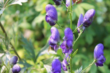 Yaz aylarında Bahçe çiçek