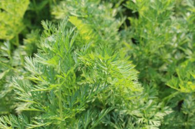 Yaz aylarında Bahçe çiçek