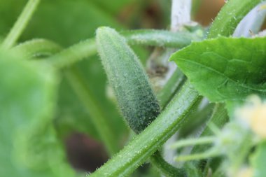 Meyve ve çiçekler salatalık