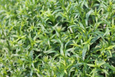 Yaz aylarında Bahçe çiçek