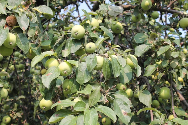 Cultivar manzanas verdes —  Fotos de Stock