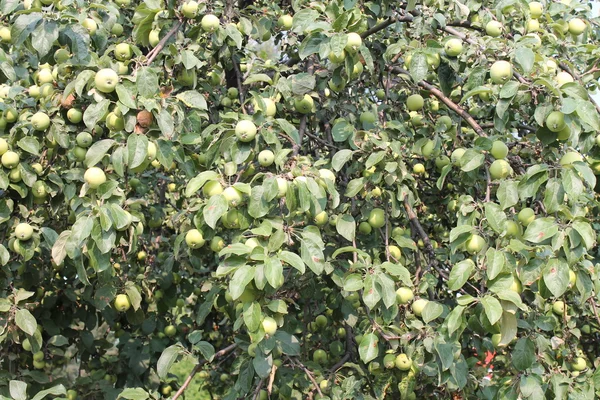 Cultiver des pommes vertes — Photo