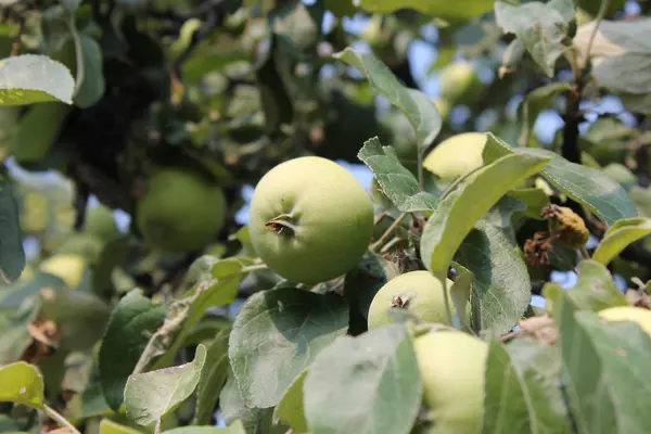 Выращивание зеленых яблок — стоковое фото