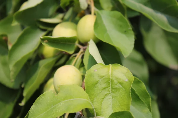 Groeiende groene appels — Stockfoto
