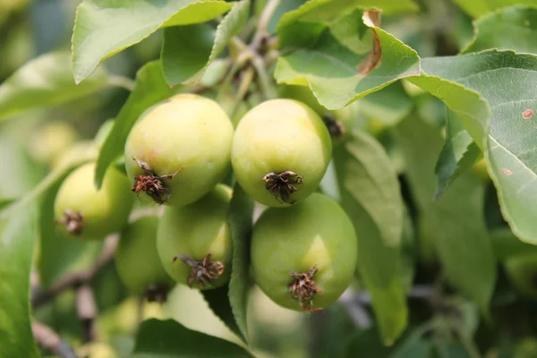 Выращивание зеленых яблок — стоковое фото