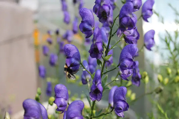 夏の庭の花 — ストック写真