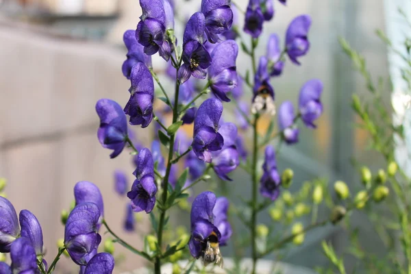 夏の庭の花 — ストック写真