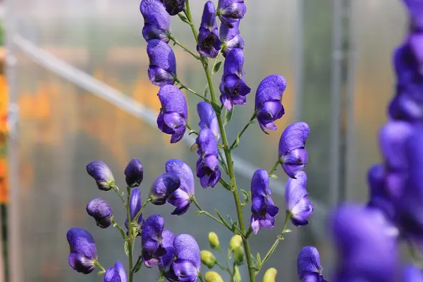 夏の庭の花 — ストック写真