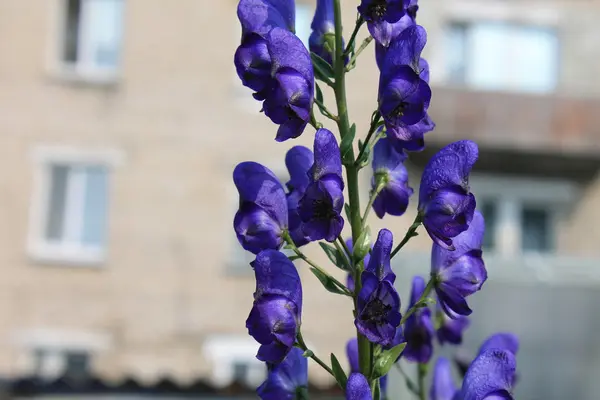 夏の庭の花 — ストック写真