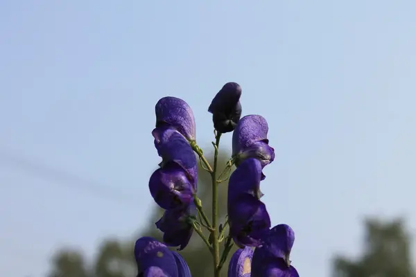 Flores de jardín en el verano —  Fotos de Stock