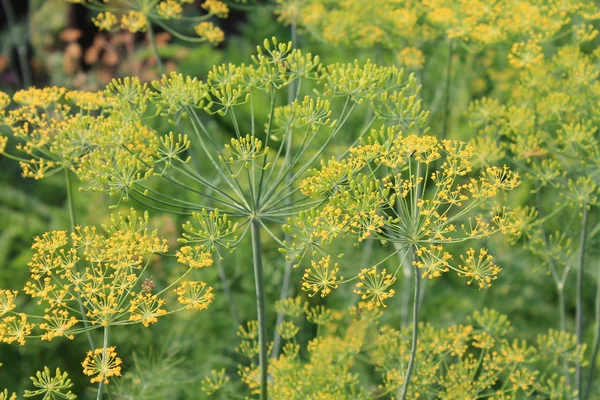 Gartenblumen im Sommer — Stockfoto