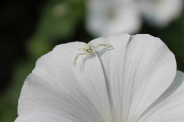 Flores do jardim no verão — Fotografia de Stock