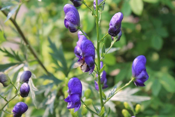 夏の庭の花 — ストック写真