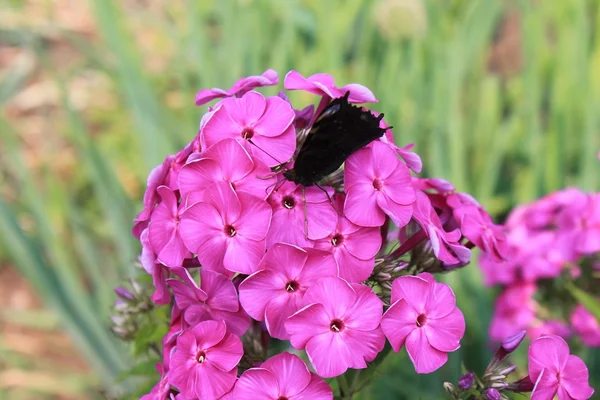 Motyl na kwiaty — Zdjęcie stockowe