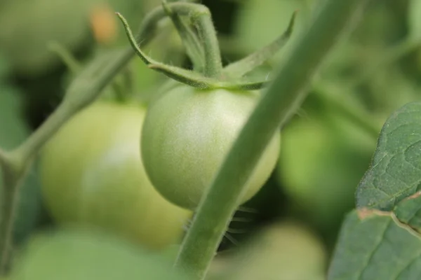 The fruits and flowers of tomato Stock Image