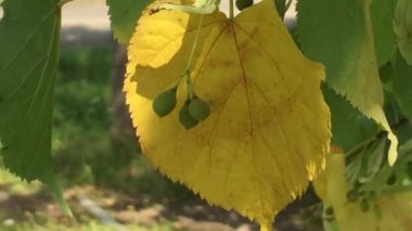 Sonbaharın ilk işaretleri