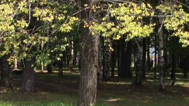 De eerste tekenen van de herfst — Stockvideo