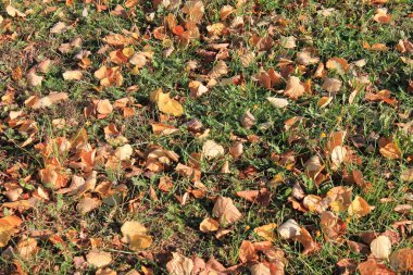 Sonbaharın ilk işaretleri