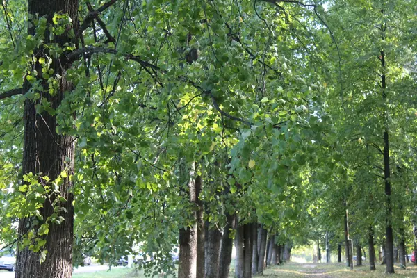 Die ersten Anzeichen des Herbstes — Stockfoto