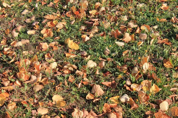 stock image The first signs of autumn