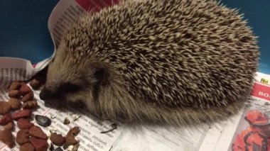 Küçük bir kirpi besleme