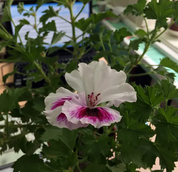 Královské pelargonie v kanceláři — Stock fotografie