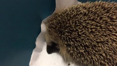 Küçük bir kirpi besleme