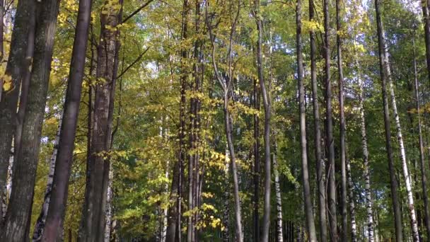 Die Jahreszeiten - Herbst — Stockvideo