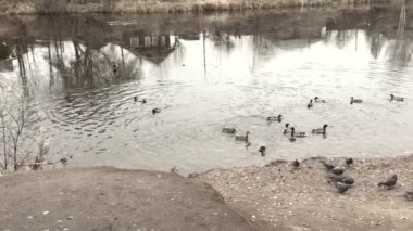 Vahşi ördekler köyün yakınındaki bir gölette beslenmek için uçtular.