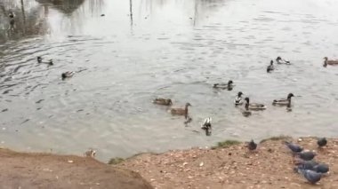 Vahşi ördekler köyün yakınındaki bir gölette beslenmek için uçtular.