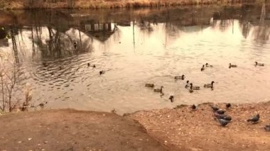 Vahşi ördekler köyün yakınındaki bir gölette beslenmek için uçtular.