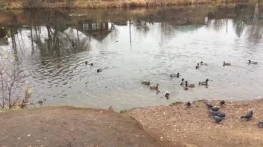 Vahşi ördekler köyün yakınındaki bir gölette beslenmek için uçtular.