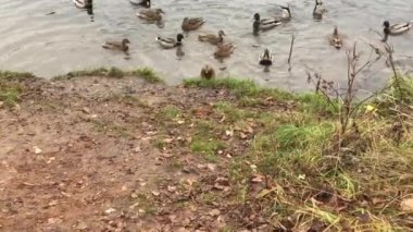 Vahşi ördekler köyün yakınındaki bir gölette beslenmek için uçtular.