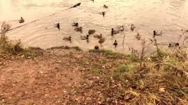 Vahşi ördekler köyün yakınındaki bir gölette beslenmek için uçtular.
