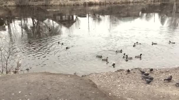 Patos Selvagens Voaram Para Alimentar Uma Lagoa Perto Aldeia — Vídeo de Stock