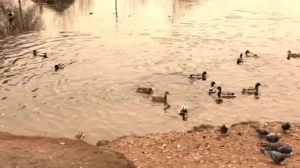 Vahşi Ördekler Köyün Yakınındaki Bir Gölette Beslenmek Için Uçtular — Stok video