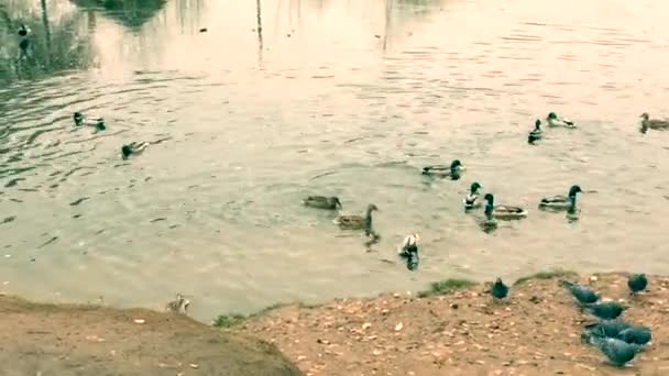 Patos Selvagens Voaram Para Alimentar Uma Lagoa Perto Aldeia — Vídeo de Stock