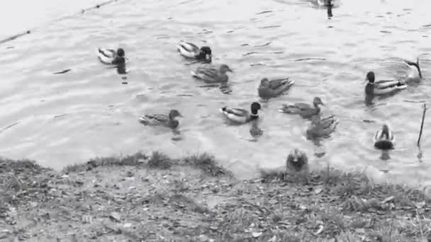 Wildenten Flogen Zum Fressen Einen Teich Der Nähe Des Dorfes — Stockvideo