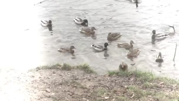 野鸭飞去村子附近的一个池塘里觅食 — 图库视频影像