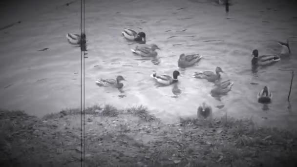 Patos Selvagens Voaram Para Alimentar Uma Lagoa Perto Aldeia — Vídeo de Stock