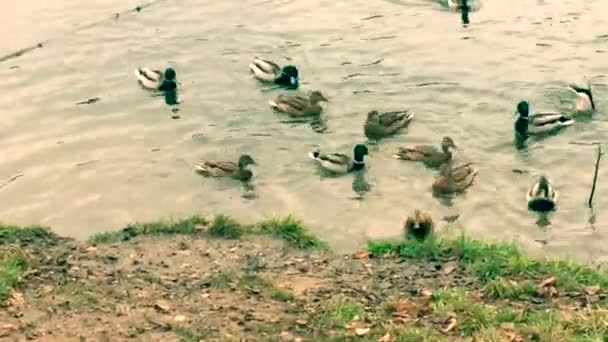 Dzikie Kaczki Latały Aby Nakarmić Się Stawie Pobliżu Wioski — Wideo stockowe