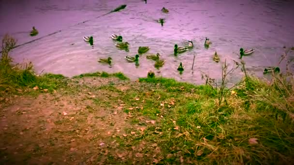 Patos Selvagens Voaram Para Alimentar Uma Lagoa Perto Aldeia — Vídeo de Stock