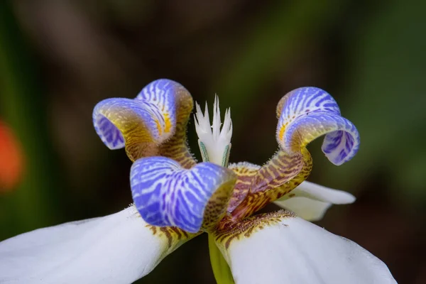 Цветок Саду Iris Caminante Neomarica Candida Lirio Misionero Macro — стоковое фото