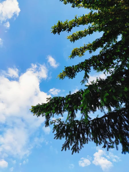 雲に包まれた青い夏の空を背景に美しいクリスマスツリー — ストック写真