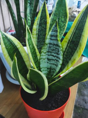 Kapalı bir kaptaki güzel çiçek sansevieria 'sı