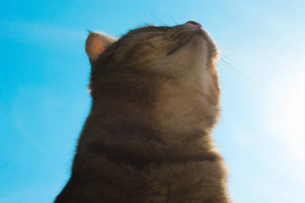 Bonito gato olha para o céu azul — Fotografia de Stock