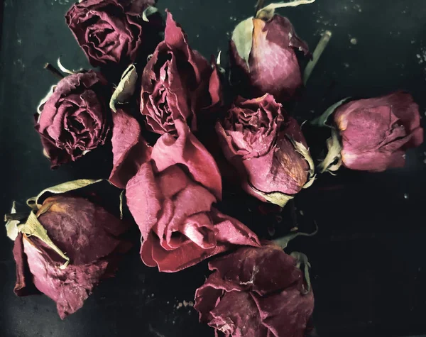 Boutons de rose desséchés sur un vieux fond sombre — Photo